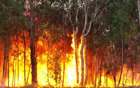 Cháy rừng ở Australia. Ảnh: ABC.