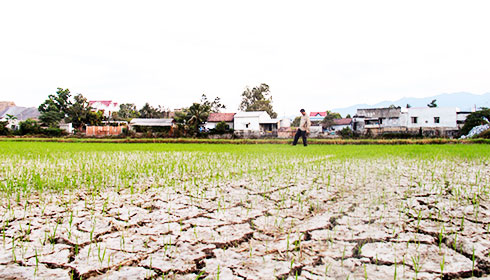 Sẽ có hơn 5ha đất lúa kém hiệu quả ở Ninh Hòa được chuyển sang trồng bắp trong năm 2019.