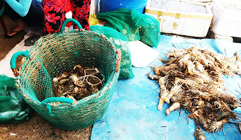 Phường Cam Thuận: Tôm hùm chết hàng loạt