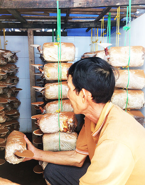 Triển vọng mô hình trồng nấm linh chi ở xã Vạn Long