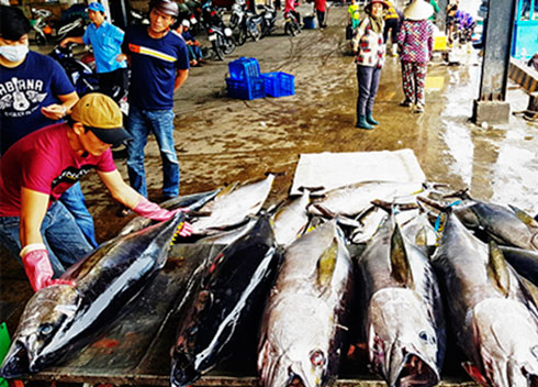 Triển khai Đề án phát triển nghề khai thác viễn dương