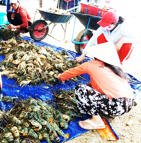 Hàng nghìn lồng tôm chết trắng