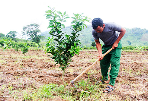 Một hộ đồng bào dân tộc thiểu số ở Khánh Sơn được hỗ trợ trồng cây ăn quả có giá trị kinh tế cao