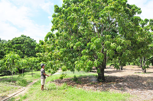 Mất trắng vụ xoài Tết