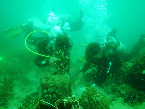 Phục hồi san hô phục vụ du lịch sinh thái.