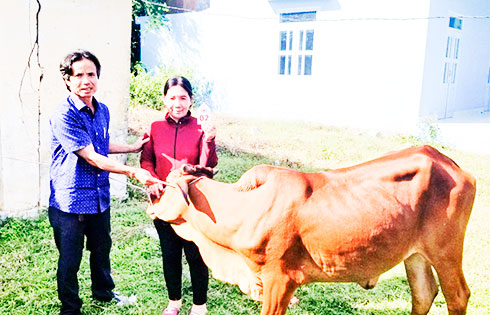 Chương trình "Ngân hàng bò": Tạo sinh kế cho hộ nghèo