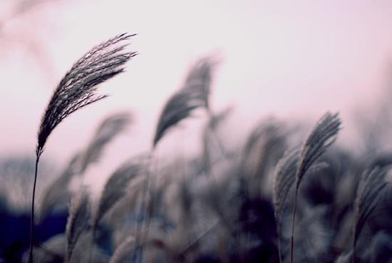 Buổi chiều có cơn gió to