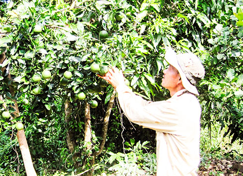 Thành viên của Tổ hội nghề nghiệp trồng cây ăn quả Vĩnh Lương chăm sóc cây trồng của mình.