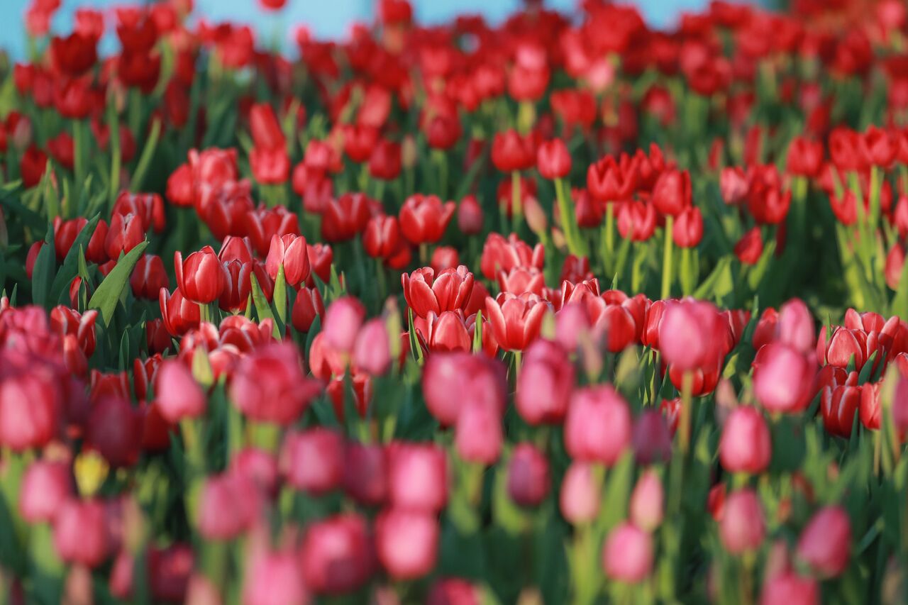 Hoa Tulip vốn là niềm tự hào của người Hà Lan, được họ mang đi khắp nơi