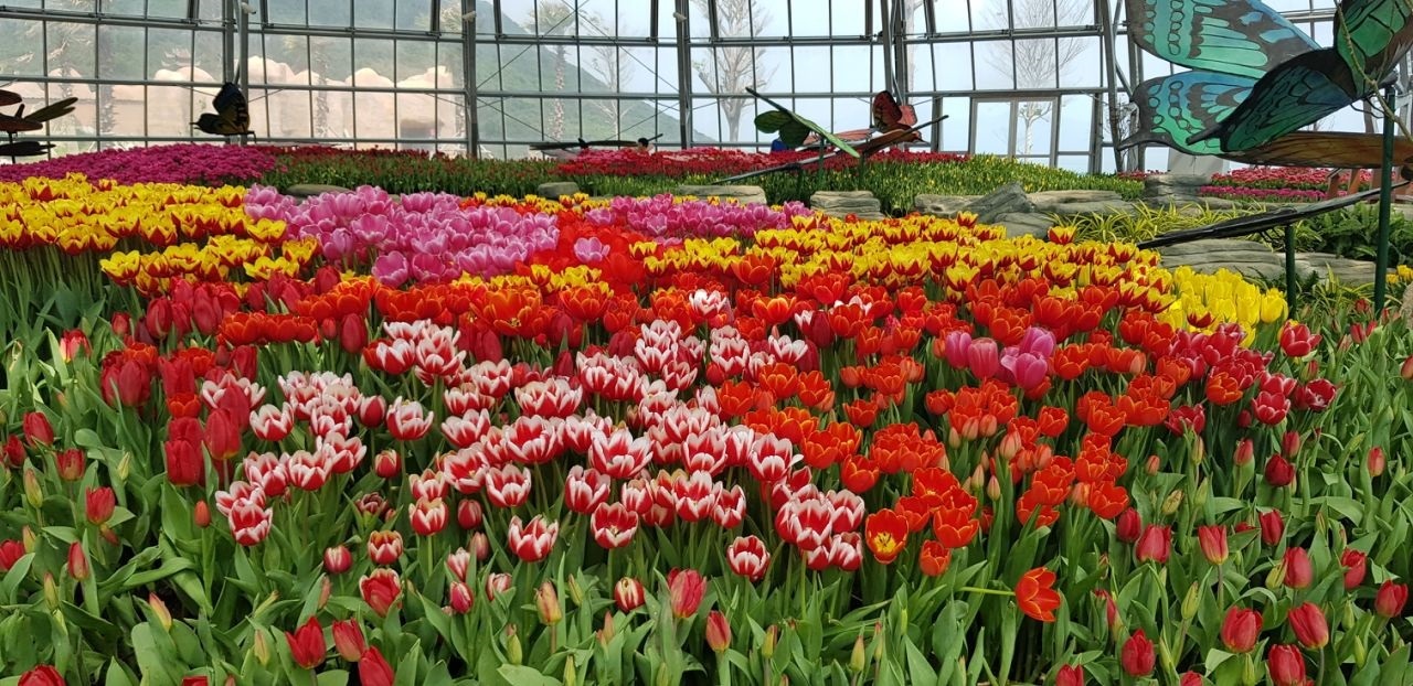 Lễ hội quy tụ hàng trăm ngàn đóa hoa tulip với đủ màu sắc khác nhau