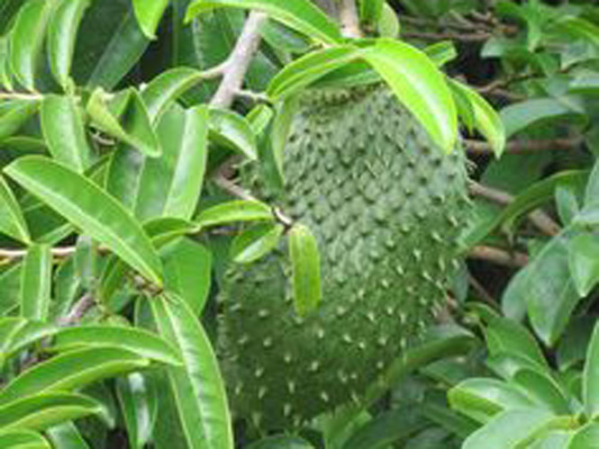 Lá mãng cầu xiêm - vị thuốc tuyệt vời