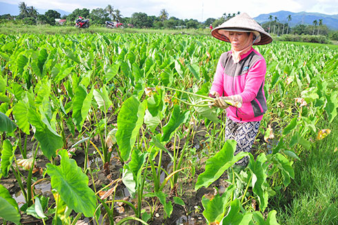 Ruộng khoai sáp của bà Phan Thị Sen bị thối củ, chết cây.