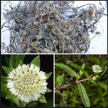 Cỏ nhọ nồi - Vị thuốc chữa nhiều bệnh