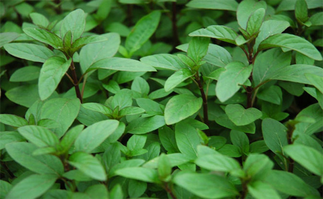 Lợi ích tuyệt vời của lá húng quế nhưng ít ai biết