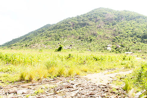 Một phần diện tích đất rừng phòng hộ tại Sủng Phèn bị người dân lấn chiếm trồng bắp.