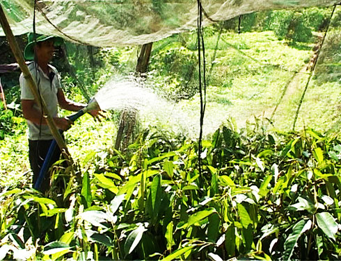 Tấm gương nông dân sản xuất, kinh doanh giỏi