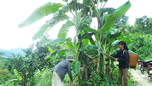 Banana crop for the lunar new year