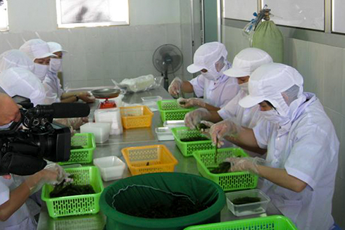 Chế biến sản phẩm rong nho tại Công ty TNHH Trí Tín.