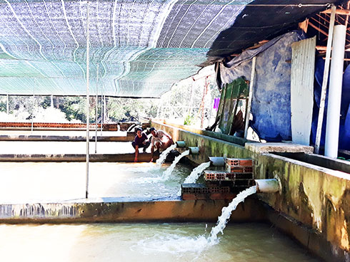 Triển vọng cá tầm