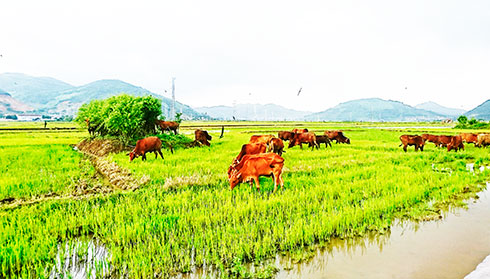 Có một miền quê rợp chim én bay