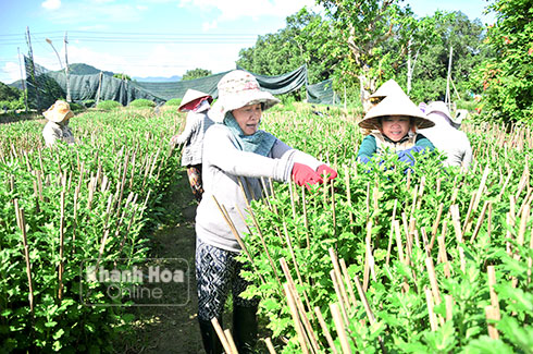 Nông dân Cam Lâm chăm sóc hoa cúc.