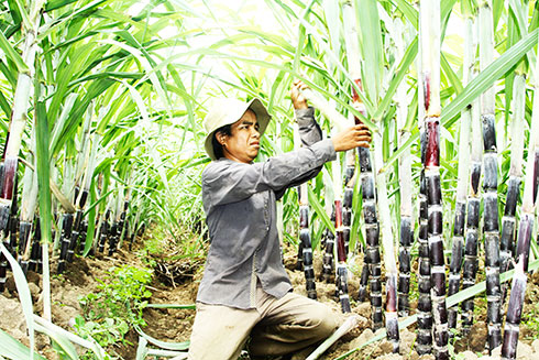 Chính sách hỗ trợ phát triển vùng dân tộc thiểu số: Phát huy hiệu quả