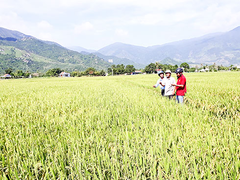 Sản xuất lúa thích ứng với biến đổi khí hậu