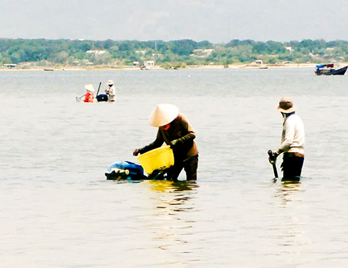 Người dân bắt dời biển trên đầm Thủy Triều.
