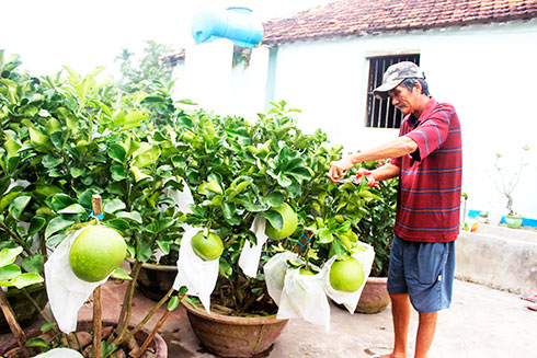 Vườn bưởi của ông Nguyễn Chí Phong mất mùa đến 60%