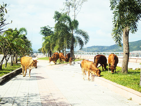 Cần xử lý nghiêm tình trạng bò thả rong