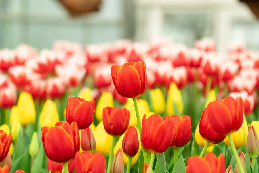 Thưởng lãm mùa xuân châu Âu tại Vinpearl Land Nha Trang