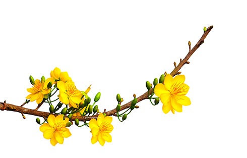 Tự tin vươn tới