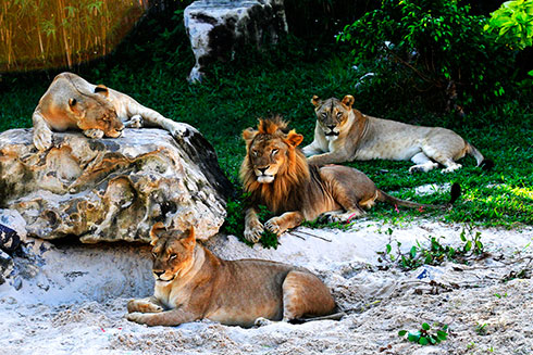 Sư tử vàng ở vườn thú Vinpearl.