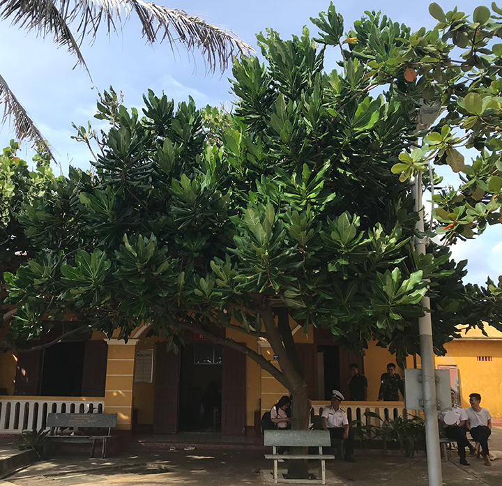 Vẻ đẹp hoa bàng vuông Trường Sa