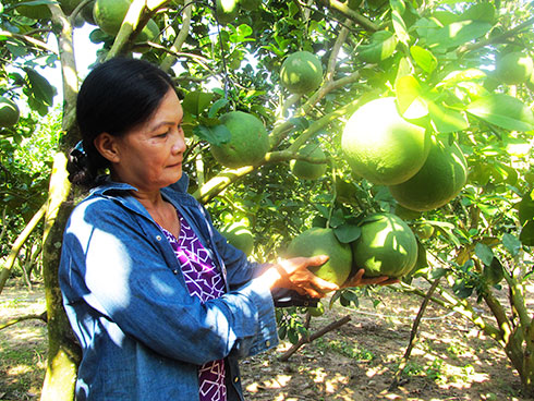 Khánh Vĩnh: Khan hiếm bưởi tết