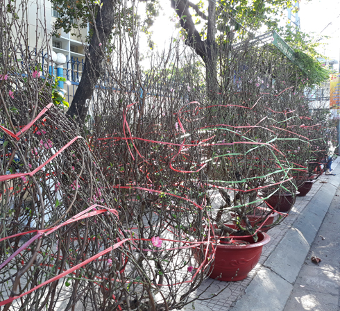 Đào phương bắc vượt đường xa đến phố biển