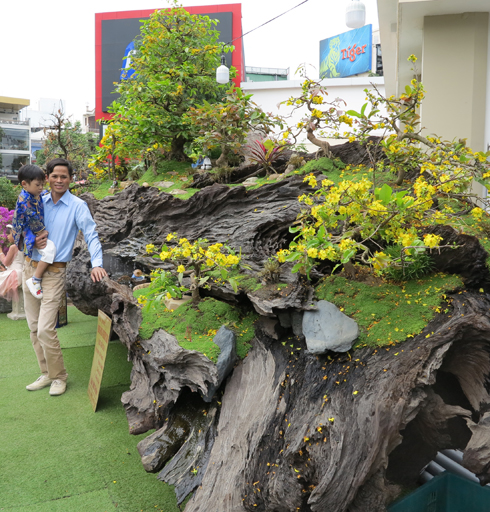 Ngắm cây hoa kiểng &quot;khủng&quot;, giá cao ngất ngưỡng