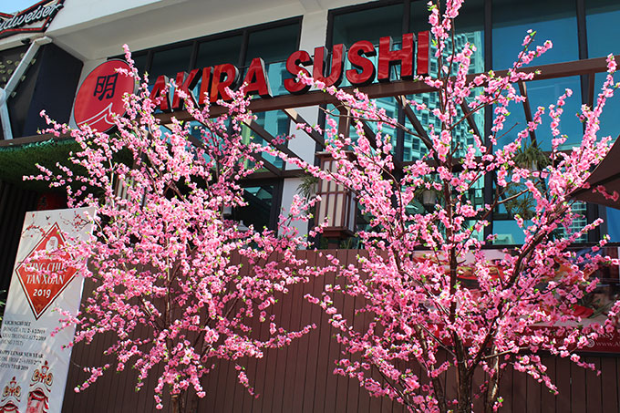 Cherry blossom trees at a Japanese restaurant