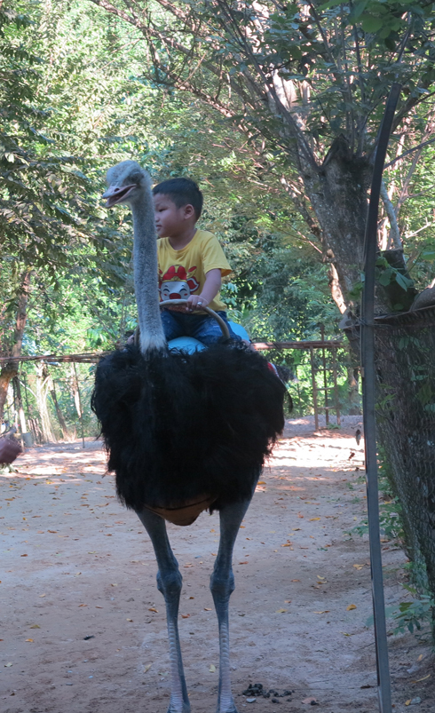 Ostrich riding