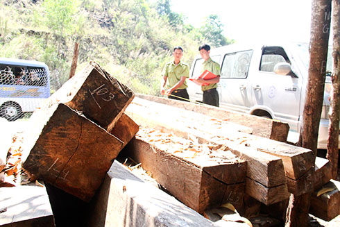 Tang vật vụ vi phạm tại xã Cam Hiệp Nam được tạm giữ tại Đội Kiểm tra liên ngành chống phá rừng tỉnh. 