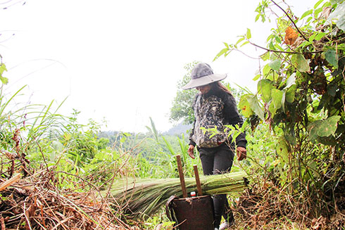 Lộc rừng đầu năm