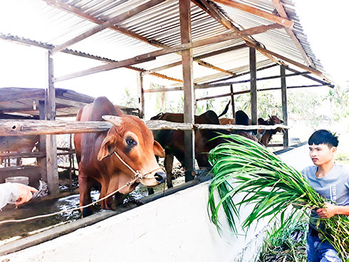 Mô hình vỗ béo bò: Hiệu quả bước đầu