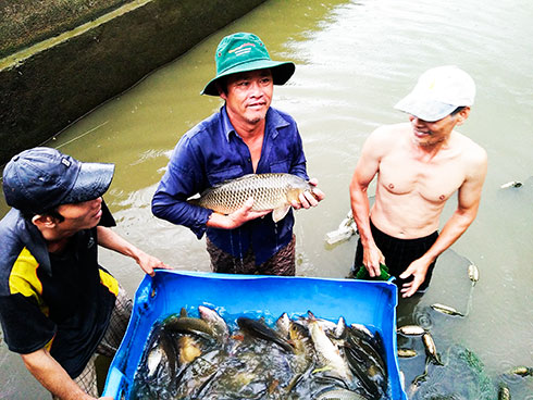 Nhân rộng mô hình nuôi cá chép giòn