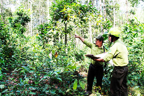 Hạt Kiểm lâm Hòn Bà xác định khu vực rừng trọng điểm dễ cháy trong mùa khô 2019.