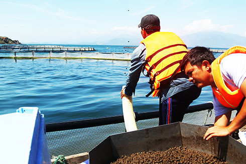 Thăm vùng nuôi cá chẽm quy mô lớn