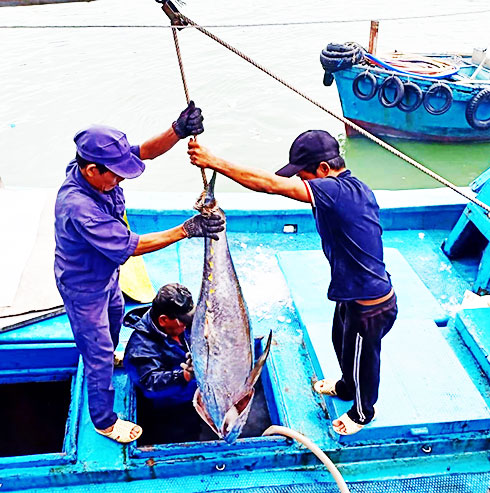 Ngư dân đưa cá ngừ đại dương lên cảng Hòn Rớ.