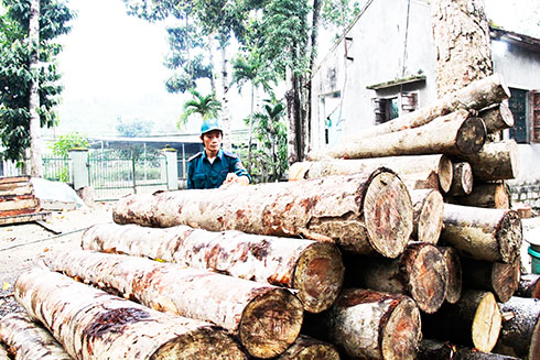 Nhiều vụ cắt trộm rừng trồng