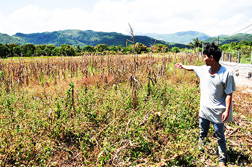 Cam Lâm: Không còn mặn mà với cây mía