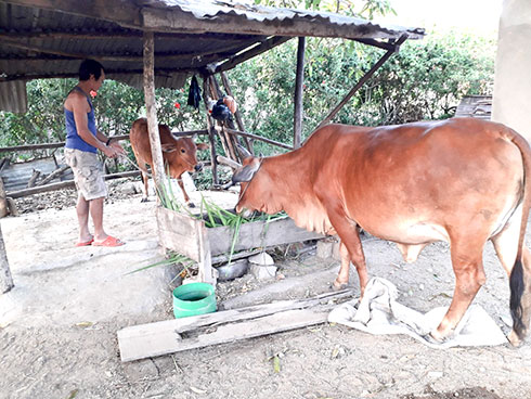 Gia đình ông Nguyễn Văn Phùng thoát nghèo nhờ biết cách  chăn nuôi bò sinh sản và sự tương trợ của Tổ giúp nhau giảm nghèo.