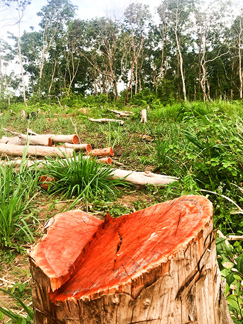 Lập lại phương án kiểm kê và đánh số cho rừng căm xe